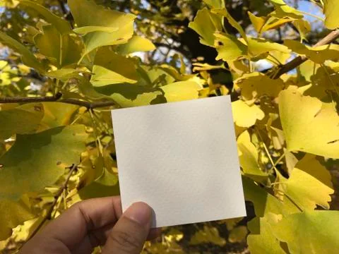 Man holds empty white paper with yellow ginkgo leaves Stock Photos