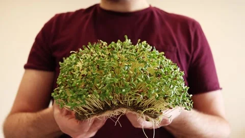 Man holds flax microgreens. Stock Footage 150211437
