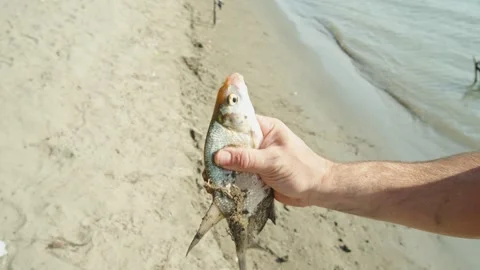 A man holds a freshly caught silver fish on sandy riverbank Stock Footage 339629370