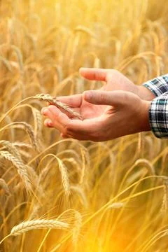 A man holds golden wheat ears amidst a ripening field, inspecting the quality of Фото