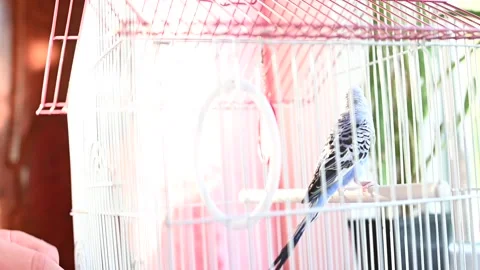 A man holds a hand in a cage with a parrot, a pet feathered pet. Stock Footage 282910651