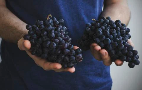 The man holds in his hands the clusters of ripe black grapes Stock Photos