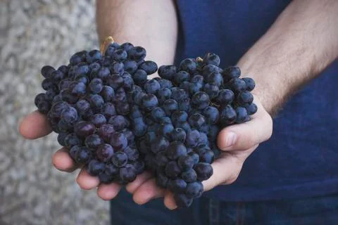 The man holds in his hands the clusters of ripe black grapes Stock Photos