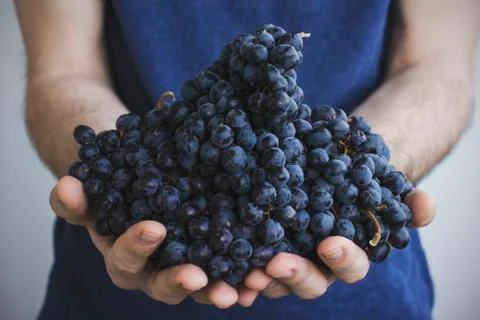 The man holds in his hands the clusters of ripe black grapes Stock Photos