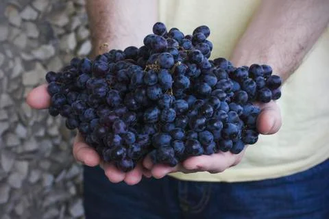 The man holds in his hands the clusters of ripe black grapes Stock Photos