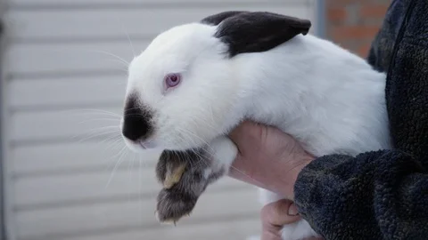 A man holds in his hands a Himalayan rabbit Stock Footage 101280146