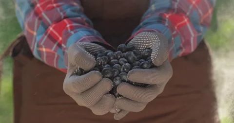 A man holds in his hands a portion of berries  Video stock 160556240