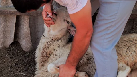 A man holds a lamb, inspect him for the sacrifice. Kurban Bayram Stock Footage 124897130