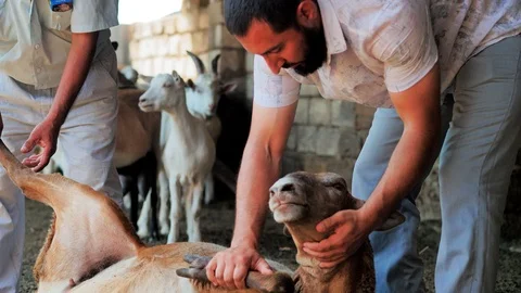A man holds a lamb, inspect him for the sacrifice. Kurban Bayram Stock Footage 124897148