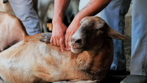 A man holds a lamb, inspect him for the sacrifice. Kurban Bayram Stock Footage 124897168