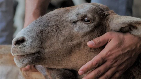 A man holds a lamb, inspect him for the sacrifice. Kurban Bayram Stock Footage 124897204