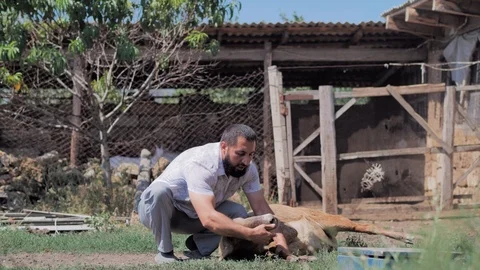 A man holds a lamb, inspect him for the sacrifice. Kurban Bayram Stock Footage 124897227