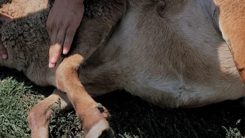 A man holds a lamb, inspect him for the sacrifice. Kurban Bayram Stock Footage 124897307