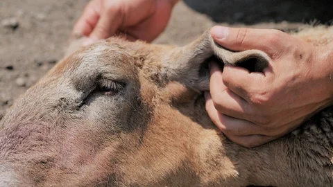 A man holds a lamb, inspect him for the sacrifice. Kurban Bayram Stock Footage 124897333