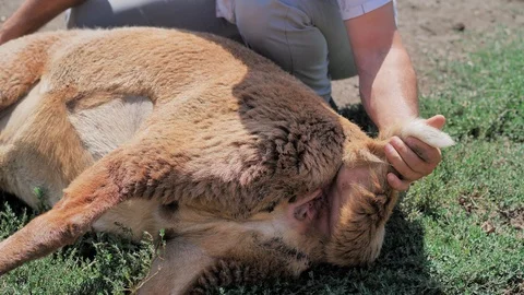 A man holds a lamb, inspect him for the sacrifice. Kurban Bayram Stock Footage 124897411