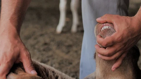 A man holds a lamb, inspect him for the sacrifice. Kurban Bayram Stock Footage 124903019