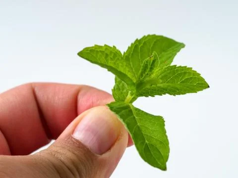 Man holds leaf of mint on white background. Stock-Fotos
