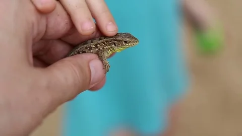 A man holds a lizard in the hand Stock Footage 76509258