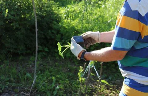 A man holds a plastic container with pumpkin seedlings before planting them Stock Photos