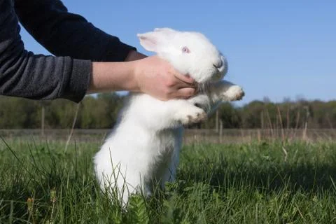 Man holds a rabbit Stock Photos