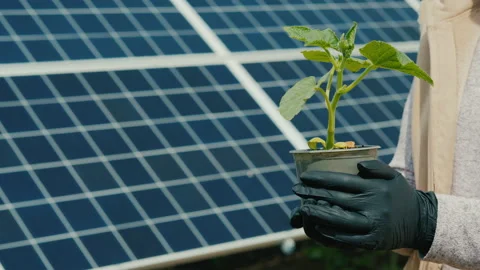 A man holds a seedling against the background of solar panels. Organic products Stock-Footage 136101603