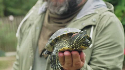 A man holds a small turtle in his palm. Stock Footage 249958531