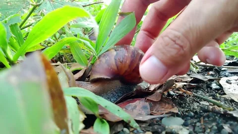 A man holds a snail with his right hand, garden background, close-up shot Stock Footage 290918436
