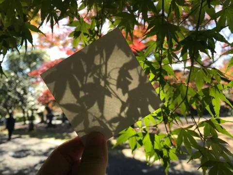 Man holds a square empty white paper with beautiful green maple leaves Stock Photos