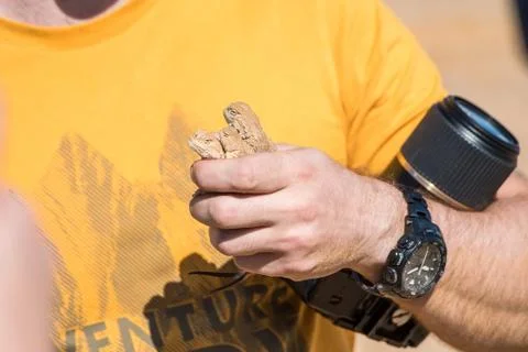 Man holds three Spotted Toadhead Agama lizards Foto stock