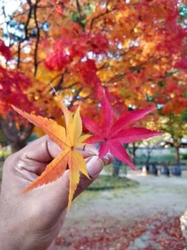 Man holds two maple leafs of yellow and red color during the fall season Stock Photos