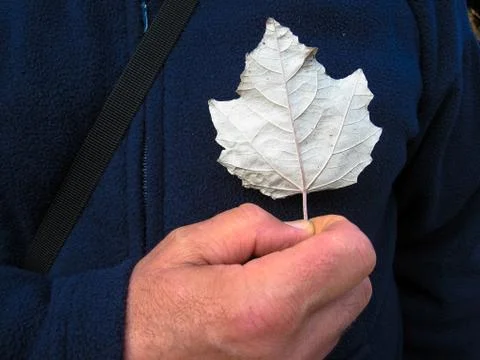 A man holds a white maple leaf in the area of the heart. An expression of Can Stock Photos