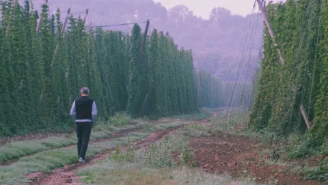 Man in hops fields 01 스톡 동영상 205388227