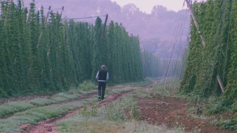 Man in hops fields 02 스톡 동영상 205390464