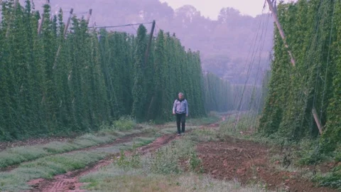 Man in hops fields 03 스톡 동영상 205397358
