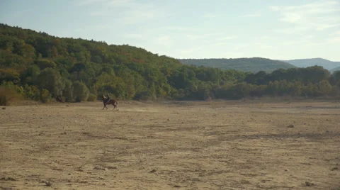 A man on a horse galloping Stock Footage 63042199
