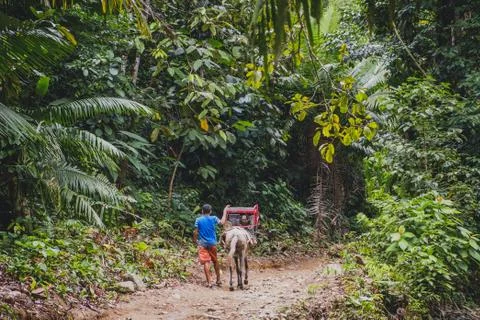 Man with horse transporting current generator through forest / jungle 写真素材
