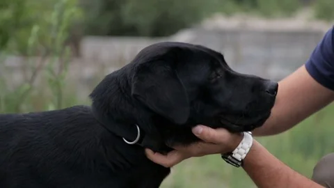 The man hugged the dog Stock Footage 77044131