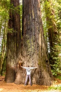 Man hugging a giant Sequoia tree in the Redwood Forest National Park Stock Photos