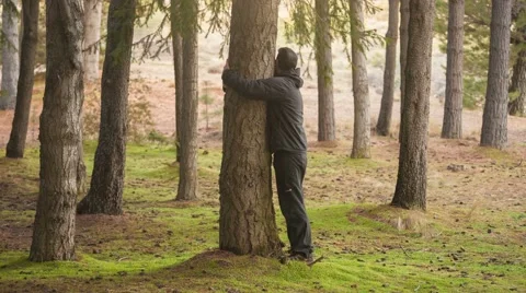 Man hugging a tree trunk in the woods. Commitment freedom success concept	 Stock Footage