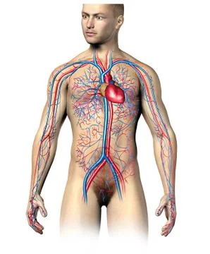 Man human circulatory system, upper part. Stock Illustration