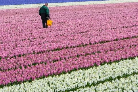 Man in Hyacinth Field Stock Photos