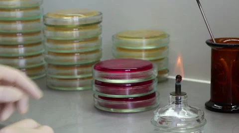 A man incinerates microbiological loop and inoculates agar  close up Stock Footage 58735227