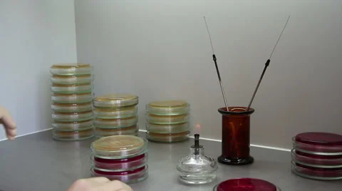 A man incinerates microbiological loop and inoculates agar Stock Footage 58735604