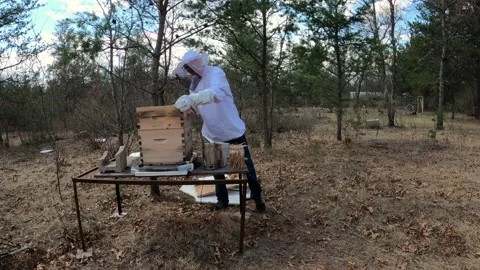 Man insert honey cell or frame into beehive preparing for season Stock Footage 239046137