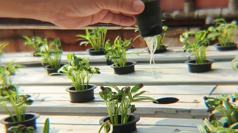 A man inserts a pot containing a young Ipomoea aquatica into a gutter hole .. Stock Footage 338331901