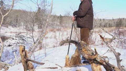 A man inspecting a beaver dam and pond in the winter Stock Footage 231406161
