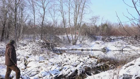 A man inspecting a beaver dam and pond in the winter Stock Footage 231406162