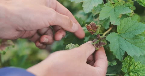 A man is inspecting diseased red currant leaves for aphids, plucking them off Video stock 276602982