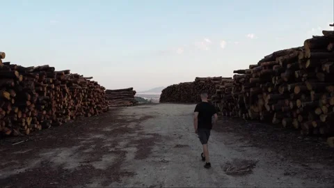 Man inspecting logging operation Stockbeeldmateriaal 248433022
