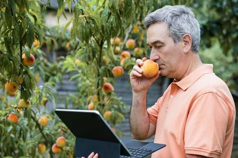 Man inspecting a peach and using a laptop in orchard Stock Photos
